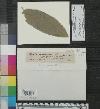 Gymnosporium harknessioides image
