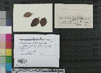 Harknessia arctostaphyli image