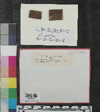 Harknessia thujina image