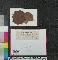 Gloeosporium vogelianum image
