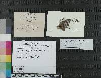 Hypocrea tenerrima image