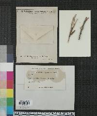Echinodothis tuberiformis image