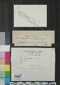 Heterosphaeria nardincola image
