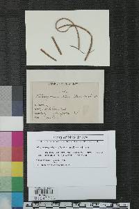 Davidiella allii-cepae image