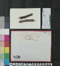 Heterosporium tuberculans image
