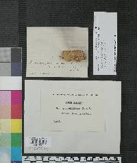 Hydnum fragilissimum image