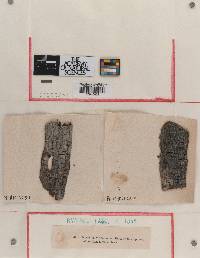 Hypoxylon walterianum image