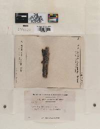 Hysterium lineolatum image