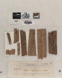 Irene confragosa image