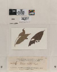 Irene vilis image