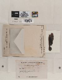 Leptostroma confluens image