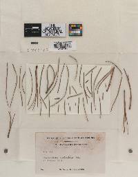 Leptostroma durissimum image