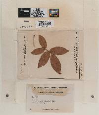 Leptothyrium rosarum image