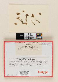 Marasmius tomentosus image