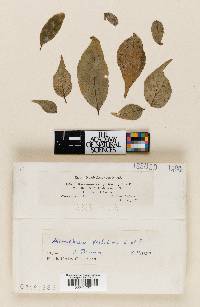 Microsphaera pulchra image