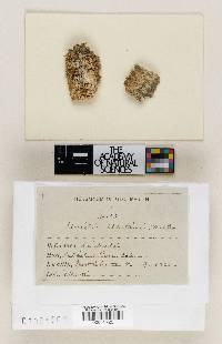Monilia martinii image