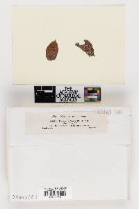 Peziza albocitrina image
