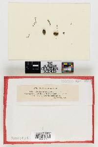 Sclerotinia nyssogena image