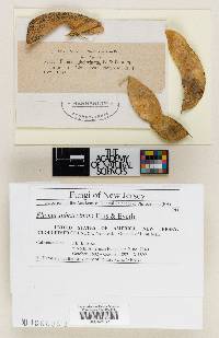 Phoma subcircinata image
