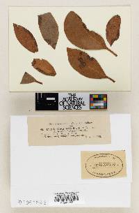Phyllosticta latifolia image