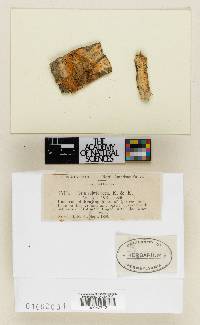 Poria subviolacea image