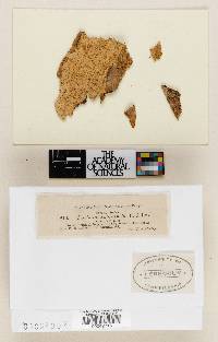 Poria tomentocincta image