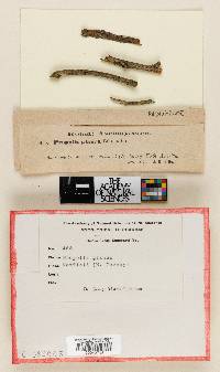Propolis glauca image