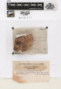 Polyporus pini-canadensis image