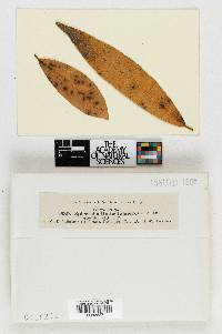 Sphaerella umbellulariae image