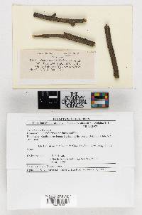 Sphaeronaema clethrincola image