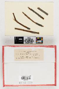 Sphaeronaema sphaeropsideum image