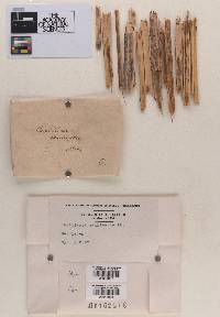 Capillaria caulincola image