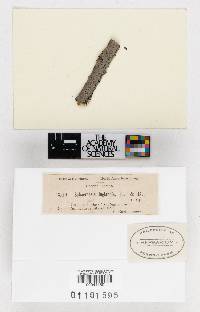 Sphaeropsis juglandis image