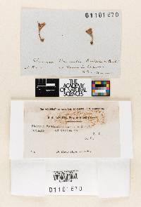 Stereum ravenelii image