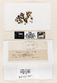 Stictis monilifera image