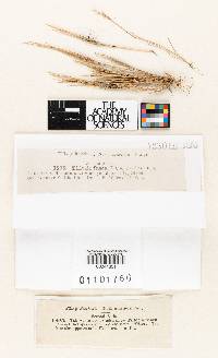 Tilletia fusca image