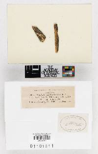 Typhula subfasciculata image