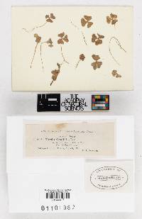 Uredo oxalidis image