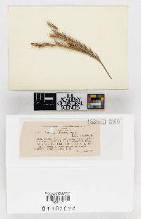 Ustilago andropogonis image