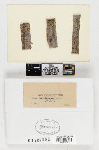 Valsa eucalypti image
