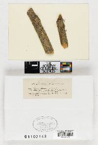 Valsaria allantospora image