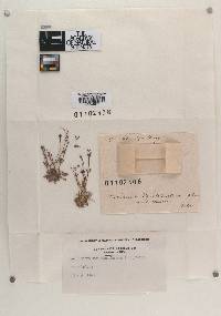 Aecidium houstoniatum image