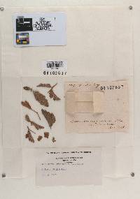 Aecidium luminatum image