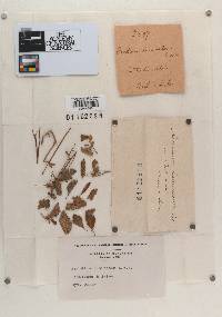 Aecidium luminatum image