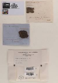 Dermatea fascicularis image