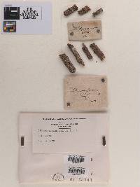 Didymosporium celtidis image