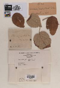 Caeoma ruborum image