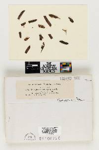Pestalotia lateripes image