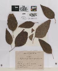 Cylindrosporium scrophulariae image