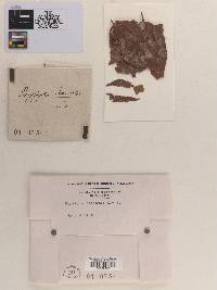 Erysiphe ceanothi image